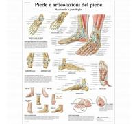 3B Scientific, tavola anatomica piede e articolazione del piede (cod, VR4176L)
