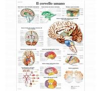 3B Scientific, tavola anatomica, Poster Il Cervello Umano cod. VR4615UU