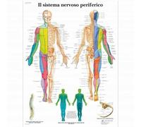 3B Scientific, tavola anatomica, Poster Il Sistema Nervoso Periferico cod. VR462