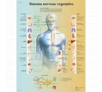 3B Scientific, tavola anatomica, Poster Il sistema nervoso vegetativo cod. VR46