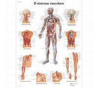 3B Scientific, tavola anatomica, Poster Il sistema vascolare cod. VR4353UU