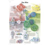 3B Scientific Tavola didattica laminata - Il sangue