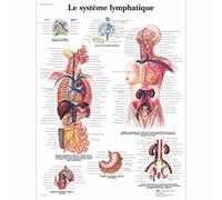 3B Scientific Tavola educativa del sistema linfatico umano, anatomia linfatica, linfonodi e vasi per medicina e anatomia