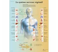 3B Scientific Sistema Nervoso Vegetativo Tavola Didattica Anatomica su Carta, Multicolore, 50 x 67 cm