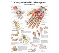 3B Scientific Tavola educativa della mano e del polso, anatomia, patologie e disturbi articolari