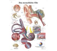 3B Scientific Tavola educativa dell'orecchio umano, anatomia dell'orecchio esterno, medio e interno per formazione medica