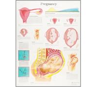 3B Scientific Tavola educativa sulla gravidanza, sviluppo fetale, anatomia della gravidanza e ostetricia