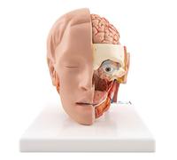 3B Scientific® Testa a Grandezza Naturale con Cervello - Modello Anatomico Umano in 6 Parti + Smart Anatomy App (Garanzia di 5 Anni)