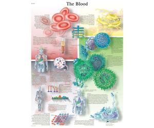 3B Scientific The Blood Chart, Laminato., 1