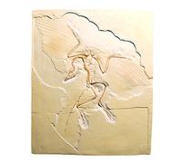 3B Scientific U75005 Archaeopteryx Lithographica Replica