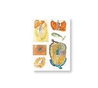 3B Scientific V2022U - Tabella da parete per fegato, 84 x 118 cm, altezza: 5 cm, larghezza 5 cm, lunghezza 86 cm