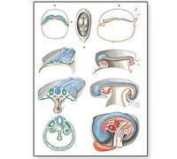 3B Scientific V2067M Anatomia Umana Embriologia Ii