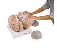 3B Scientific VH409 Modello di Anatomia Umana Mega Cervello, Ingrandito 2,5 Volte, in 14 Parti + software gratuito di anatomia - 3B Smart Anatomy