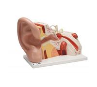 3B Scientific VJ513 Orecchio Gigante, Ingrandito 5 Volte, in 3 Parti + software gratuito di anatomia - 3B Smart Anatomy