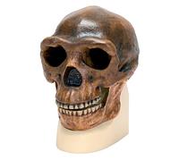 3B Scientific VP750/1 Replica di Cranio Homo Erectus Pekinensis, in Base ai Disegni di Weidenreich, 1940