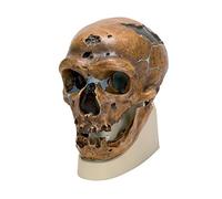 3B Scientific VP751/1 Replica di Cranio Homo Neanderthalensis