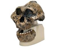 3B Scientific VP755/1 Replica di Cranio Australopithecus Boisei