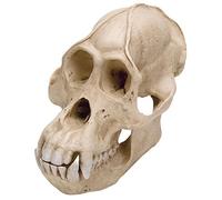 3B Scientific VP761/1 Pongo Pygmaeus Cranio di Un Orango, Maschile, Replica