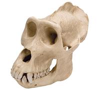 3B Scientific VP762/1 Cranio di Gorilla, Maschile, Replica