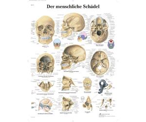 3B Scientific VR0131UU 3B Scientific Anatomical Grafico 'Der Menschliche Schädel', 'Il teschio umano' [Import German]