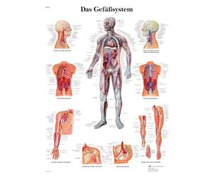 3B Scientific VR0353UU - Tavola per insegnamento
