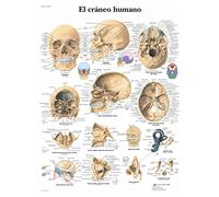 3B Scientific VR3131UU Stampato su carta, cranio umano