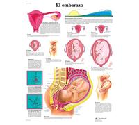 3B Scientific VR3554UU Stampato su carta, la gravidanza