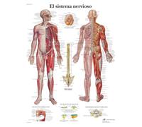 3B Scientific VR3620L Stampato in carta, il sistema nervoso