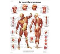 3B Scientific VR4118UU la Muscolatura Umana
