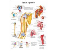 3B Scientific VR4170UU Spalla e Gomito