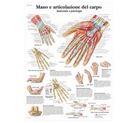 3B Scientific VR4171UU Mano e Articolazione del Carpo