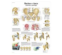 3B Scientific VR4172L Bacino e Anca, Anatomia e Patologia