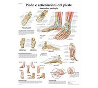 3B Scientific, tavola anatomica,Piede e articolazione del piede (cod, VR4176UU)