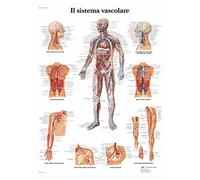 3B Scientific VR4353L il Sistema Vascolare