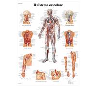 3B Scientific VR4353UU il Sistema Vascolare