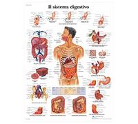 3B Scientific VR4422L il Sistema Digestivo