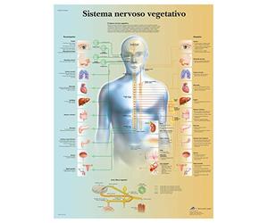 3B Scientific VR4610UU Sistema Nervoso Vegetativo