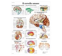 3B Scientific VR4615L il Cervello Umano