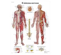 3B Scientific VR4620L il Sistema Nervoso