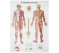 3B Scientific VR4620UU il Sistema Nervoso