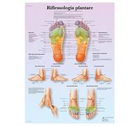 3B Scientific VR4810L Riflessologia Plantare
