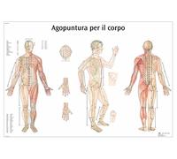 3B Scientific VR4820UU Agopuntura per il Corpo