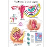 3B Scientifico Il Grafico Femminile Organi Genitali Versione Laminata