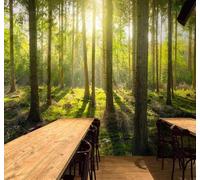 3D Carta Da Parati Sole Verde Foresta Natura Paesaggio | Facile da Installare Ideale per Decorazioni di Lusso su Misura Uffici Soggiorni Camere Letto Pareti Dietro il TV-200cm×140cm