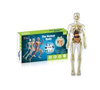 3d Human Body Torso Model for Kid Anatomy Model Skeleton, Corpo Umano per Bambini da Costruire, Modello di Organo Umano, Modello di Anatomia Corpo Umano, Scheletro Anatomico per Bambini