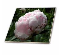 3dRose ct 22424 _ 3 Piastrelle di Ceramica, Vari