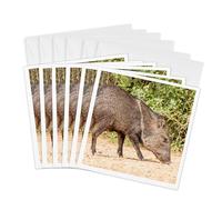 3DROSE GC 260086 1 6 x 15,2 cm "usa, Texas, Gatesville, Santa Clara Ranch Collared Peccary close-up" Auguri (confezione da 6)