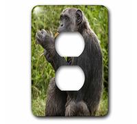 3dRose LLC 3dRose LLC lsp_131865_6 Kenya, Sweetwater, Chimpanzee primate - AF21 JMC0268 - Joe and Mary Ann McDonald - 2 prese