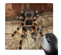3DROSE LLC 8 x 8 x 0.25 mexican red-kneed Tarantula Spider Messico Adam Jones mouse pad (MP 86584 1)