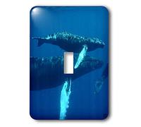 3dRose LLC lsp_10691_1 North Atlantic Humpback Whales migrano a sud verso le banche d'argento per allevare e avere i loro vitelli, interruttore a levetta singola